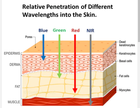 Penetration depth of blue, green, red, and near-infrared Led lights.